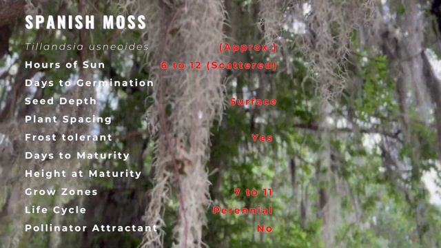 Information and Growing of SPANISH MOSS! (Tillandsia usneoides) смотреть онлайн