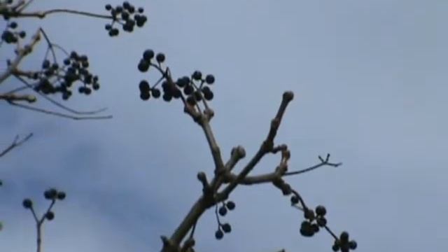 How to ID Phellodendron amurense смотреть онлайн