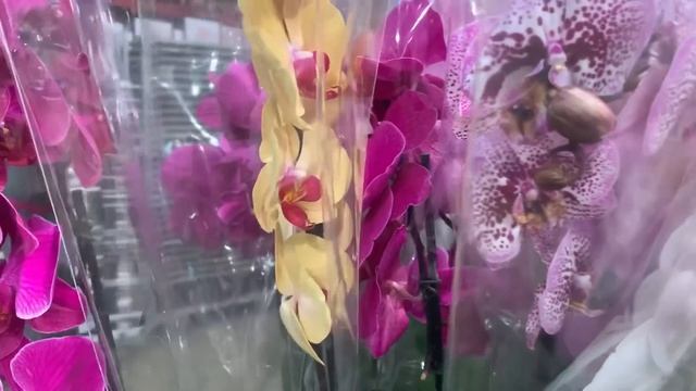 ?? Орхидеи в JMP Москва ВДНХ Красная Сосна 12.04.23 смотреть онлайн