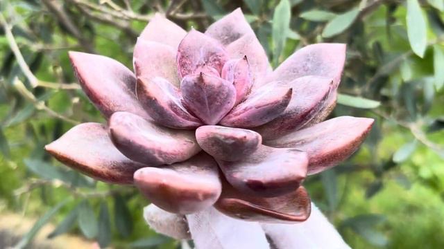 Echeveria 'Pink Tulip смотреть онлайн