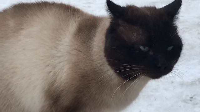 Коты дерутся. Сиамский кот. смотреть онлайн