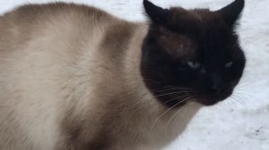 Коты дерутся. Сиамский кот.