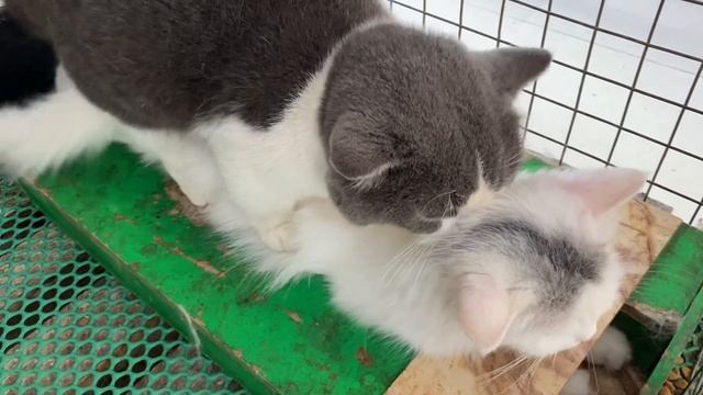 Cat in heat ? || May vs C || Munchkin Mate || Cat breeding ? смотреть онлайн