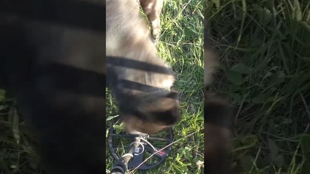 КАКОЙ МЕТАЛЛОИСКАТЕЛЬ КУПИТЬ НАЧИНАЮЩЕМУ КОПАТЕЛЮ? #shorts