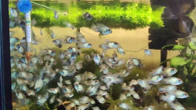 Наннакара неоновая смотреть онлайн