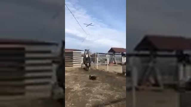 Коні Ваговози Париж на Прогулянці. смотреть онлайн