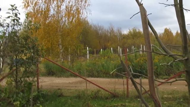 Подрезка садовых деревьев шашкой. 28.10.2018. смотреть онлайн