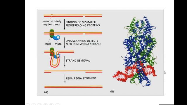 Lecture 14. Cell cycle смотреть онлайн
