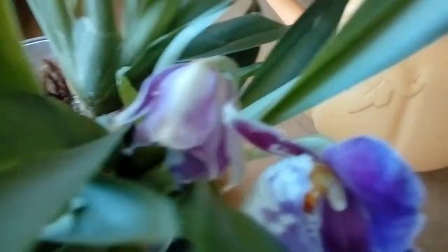 Мильтониопсис зацвёл Растёт в стеклянной вазе со мхом смотреть онлайн