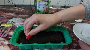 ПОСЕВ ВЕРОНИКИ ДЛИННОЛИСТНОЙ.