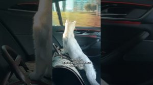 Пушистый влог Тиффани