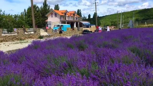 Лавандовые поля от Алены? индивидуальные и пляжные фотосессии в Анапе смотреть онлайн