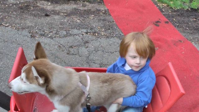 Puppy & Toddler in a Wagon! смотреть онлайн