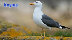 Голоса чаек (10 видов) ??