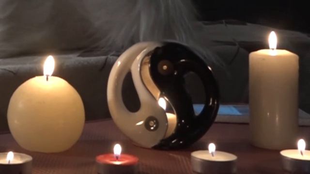 Видео портфолио собаки телеведущего Симбы (японский шпиц)