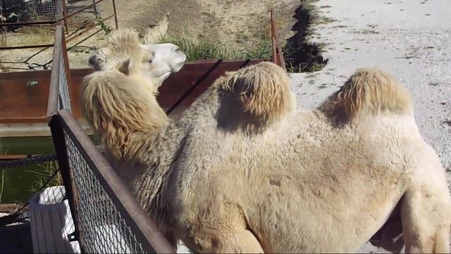 Сафари парк. Верблюд смотреть онлайн