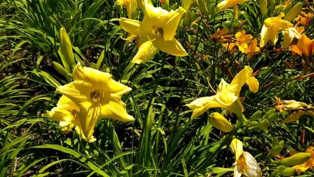 Криворожский ботанический сад . Цветение лилейников . смотреть онлайн