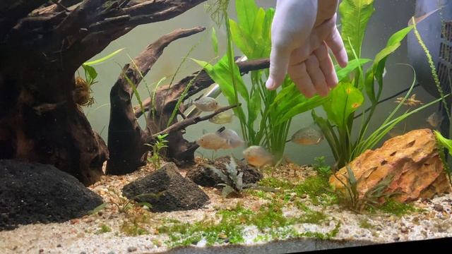 Putting My Hand In My Piranha Tank! Do They Bite? (Where Do Piranha Get Their Reputation From?) смотреть онлайн