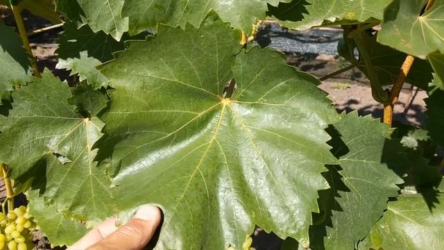 Виноград " Плевен устойчивый " ( Августин ) смотреть онлайн