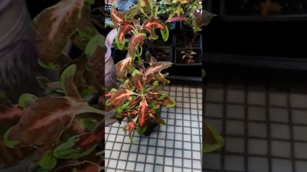 колеус The Flume