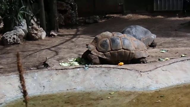 г.ТЕЛЬ-АВИВ, ИЗРАИЛЬ, САФАРИ-ПАРК, 2013г.