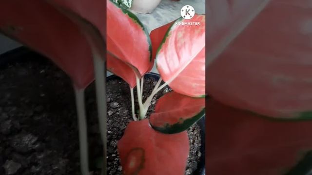 Aglaonema Pink Star Plant/Summer growing Indoor plant/Beautiful Leaf Plant Aglaonema Plant/#shorts смотреть онлайн