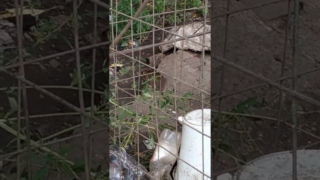 Стая крыс на помойке смотреть онлайн