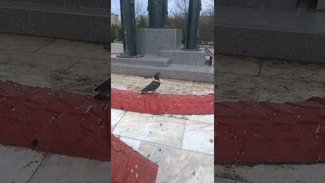 Голубь-хлебный барон. смотреть онлайн