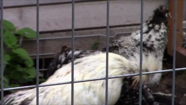 Осенние прогулки, рыбки,лани #осень #лани #прогулка #влоги смотреть онлайн