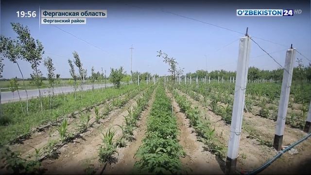 Перспективные проекты по выращиванию малины в Ферганской области смотреть онлайн