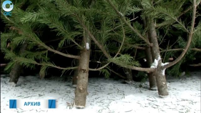 В Новосибирской области началась заготовка хвойных деревьев к Новому Году смотреть онлайн