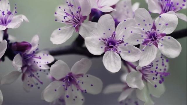 Моцарт симфония 40 соль минор часть 1 - Классическая музыка - Моцарт слушать онлайн - Классика смотреть онлайн