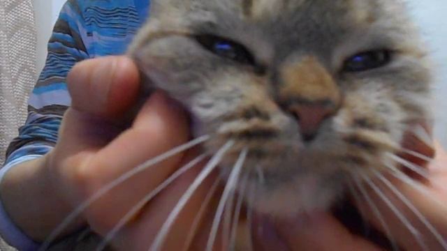Мои ВИБРИССЫ великолепны:) Кошка Ромашка. смотреть онлайн
