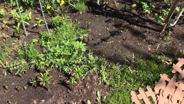 Моя любимая дача 11 мая. Сажаю петунии❤️Удобряю гортензии и розы❤️Делаю шашлык❤️Обзор любимого сада смотреть онлайн