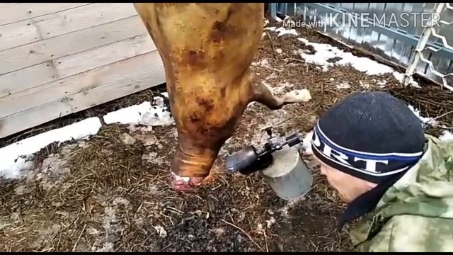 Разделываем козла.Видео не для слабонервных. смотреть онлайн