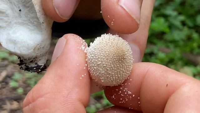 Identifying Wild Mushrooms Pear Shaped Puff Balls смотреть онлайн