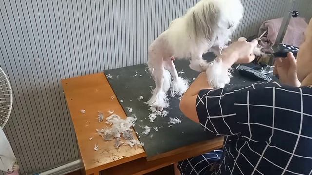 "Эльф" на стрижке. Китайская хохлатая пуховая собака. Стрижка, груминг смотреть онлайн
