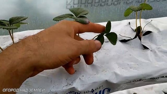 ПОЛИВ В ТЕПЛИЦЕ ДЛЯ КЛУБНИКИ СВОИМИ РУКАМИ/Лучшие сорта клубники. смотреть онлайн
