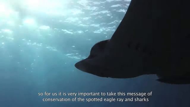 BLUE CORE AC VIDEO INSTITUCIONAL смотреть онлайн