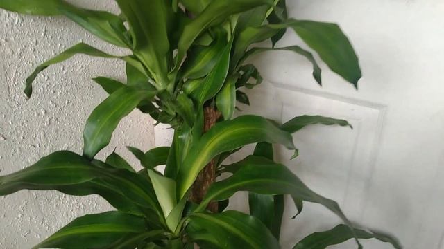 Fortune Plant aka Dracaena Fragrans, Corn plant Care Tips and Plant Common Issues смотреть онлайн