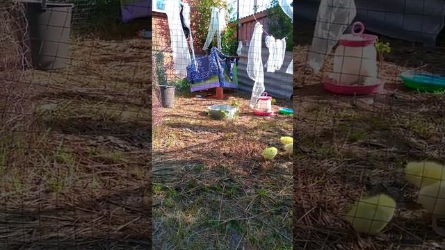 Линда. Гуси Линда. #жизньвдеревне #деревенскаяжизнь смотреть онлайн