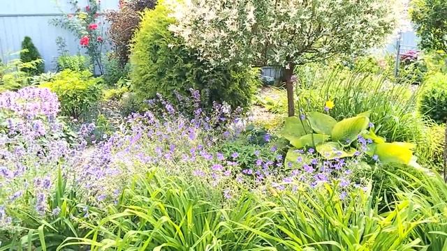 ?Ленивые - Современные Клумбы. Мой Опыт Создания. Уход #garden #сад #клумбы смотреть онлайн