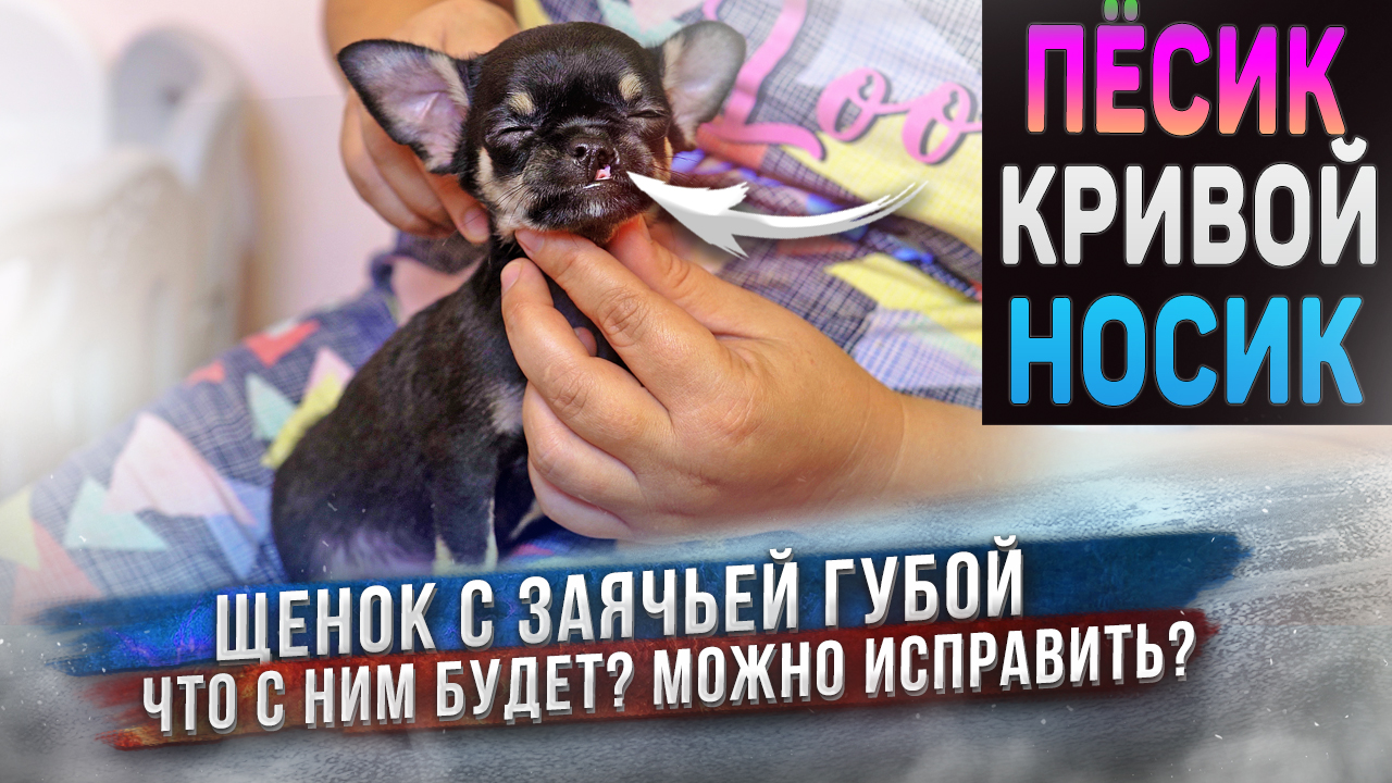 Особенный щенок тоже хочет найти своих любящих хозяев! Чихуахуа Зайка и другие. смотреть онлайн