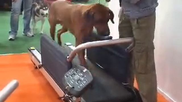 Тренировка на беговой дорожке для собак X-Pet смотреть онлайн
