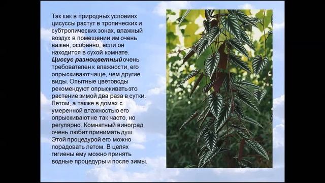 Циссус смотреть онлайн