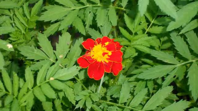 лицо лета смотреть онлайн