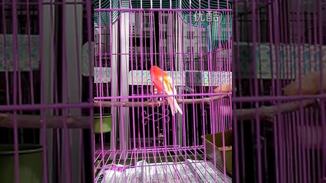 Конарейка поет в зоомагазине. смотреть онлайн