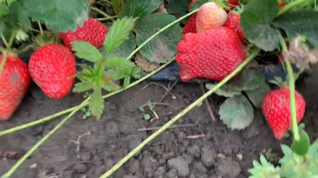 Клубника Брилла урожайный сорт смотреть онлайн