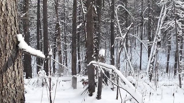 Семь дней охоты на медведя. Медведь и лоси (Часть 1). смотреть онлайн
