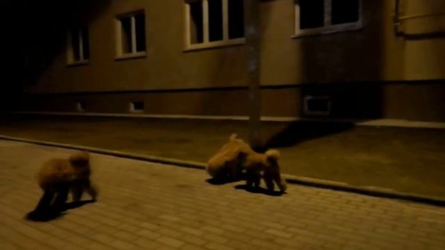 ночная прогулка пуделей... смотреть онлайн